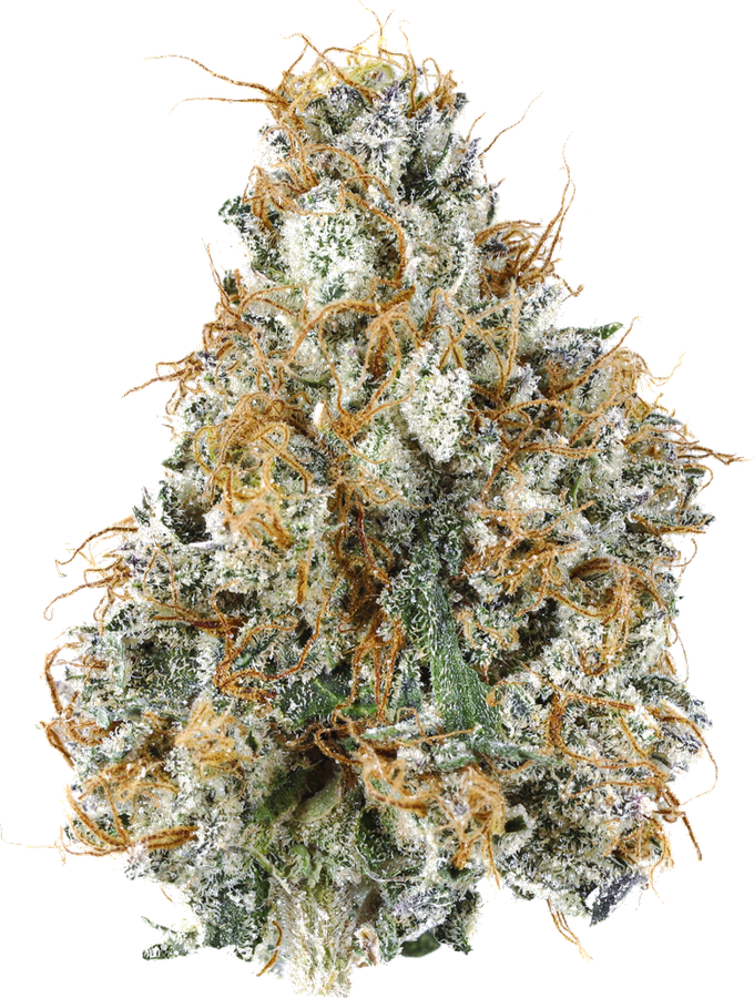 Hemp flower bud